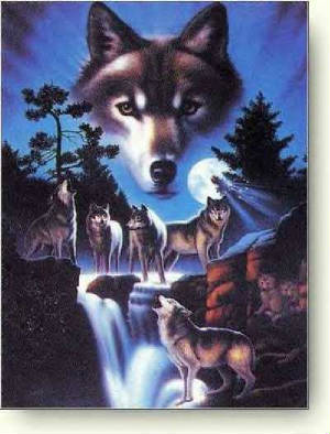 wolfpic.jpg