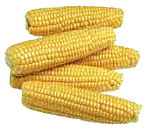 corn.jpg