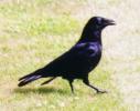 crow1.jpg