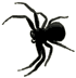 spider3.gif