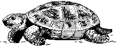 turtle1.jpg